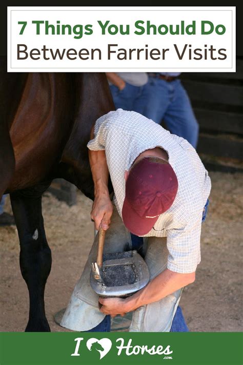 7 Things You Should Be Doing Between Farrier Visits Horse Health