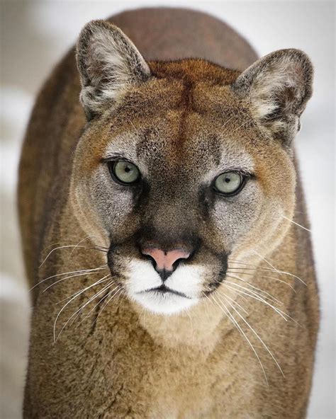Cougar Cougar Mountain Zoo