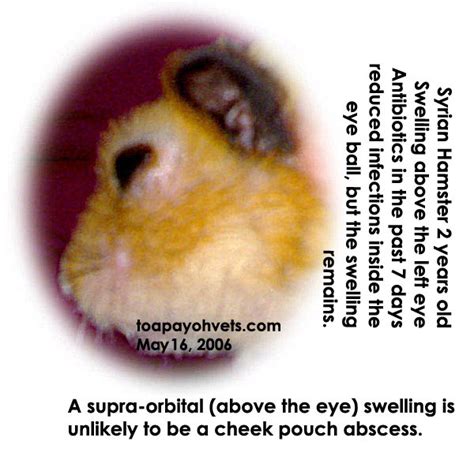 Hamster Sticky Eye