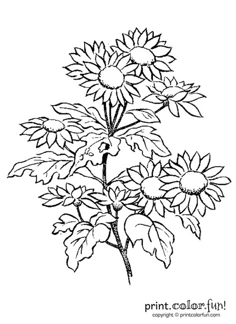 daisy flowers coloring page print color fun