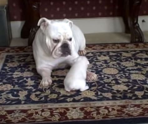 Bulldog Puppy Faces Off With Her Mama Throws Biggest Tantrum Ever