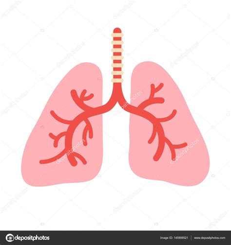 Human Lungs Anatomy Stock Vector Image By ©egudinka 145906521