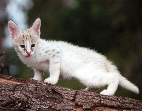 Albino Serval Kitten Serval Kitten Rare Cats Small Wild Cats