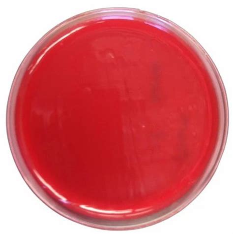 Ready Made Blood Agar Plates For Laboratory And Digonostic Bio Tech