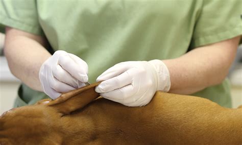 Superficial Skin Scrape Veterinary Services Animal Hospital Service