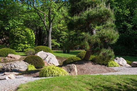 Japanese Garden With Decorative Pine Tree And Rocks