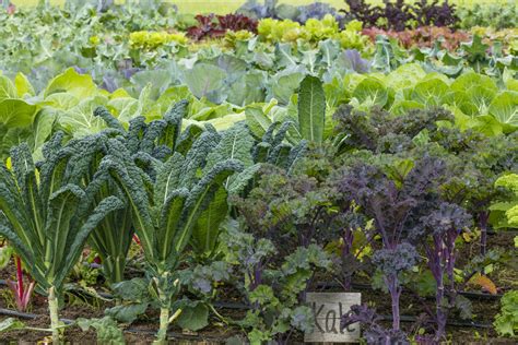 Grow Your Own Kale The Seeds To Order When To Plant Them And When
