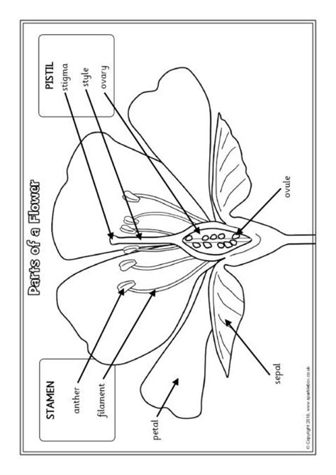 The root system, and the shoot system (stem, leaf, flower, fruit). Parts of a Plant Labelling Worksheets