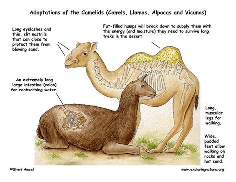 Why does a camel have nostrils which can close? Adaptations of the Camels