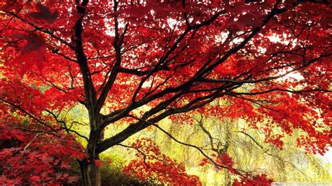 Nature Background Red Tree Images For Your Projects
