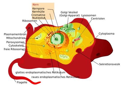 Animal cells organelles not found in plant cells: Animal Cell Model Diagram Project Parts Structure Labeled ...