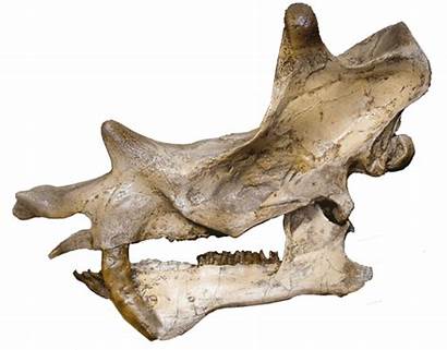 Uintatherium Skull Arsinoitherium Mammals Andrews London Anceps