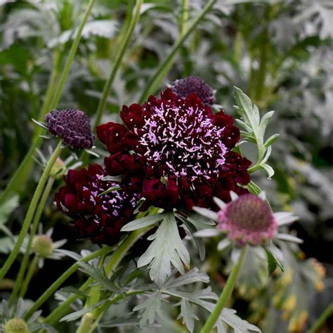 Scabiosa Seed Red Pincushion Flower Seeds