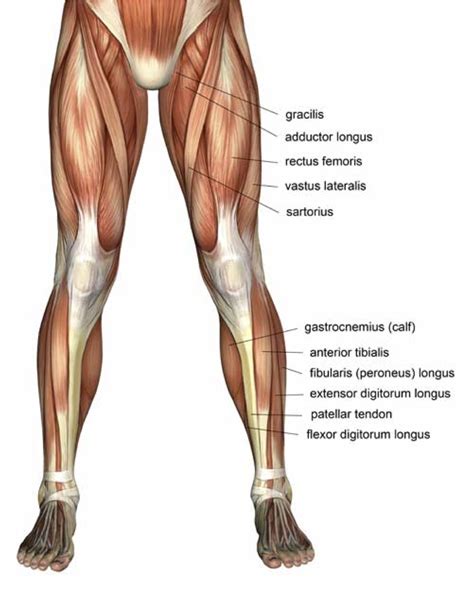 As a fitness professional and an exam candidate, there is no way of getting around the fact that you need to know your anatomy! rebornpt | Rebornpt's Blog
