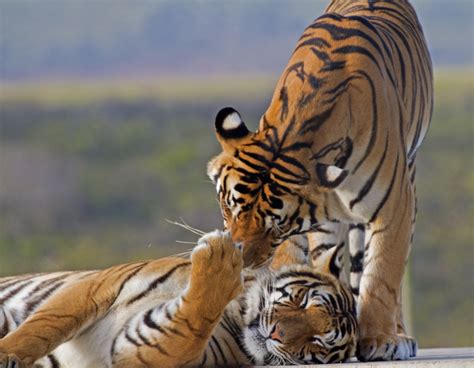 conservation marvel growth in indian tiger population jukani wildlife sanctuary plettenberg