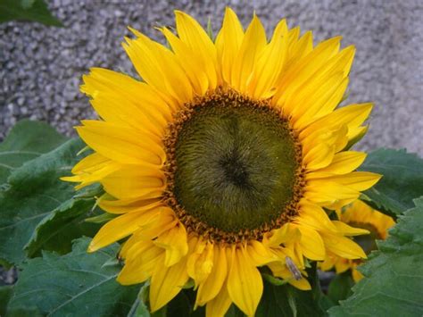 Sunspot Sunflower Dwarf Helianthus 20 By Garden4butterflies