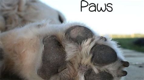 Irritated Dog Paws How To Stop It Allergies Dog Paws And Red