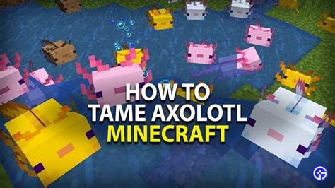 How To Tame Breed Axolotls In Minecraft 1 17 Caves Cl