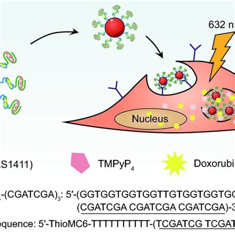 Schematic Illustration Of Co Drug Loaded Aptamer Functionalized