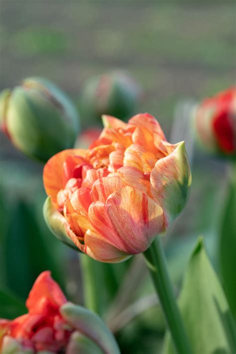 Gudoshnik Double Tulip Bulbs — Artemis Flower Farm