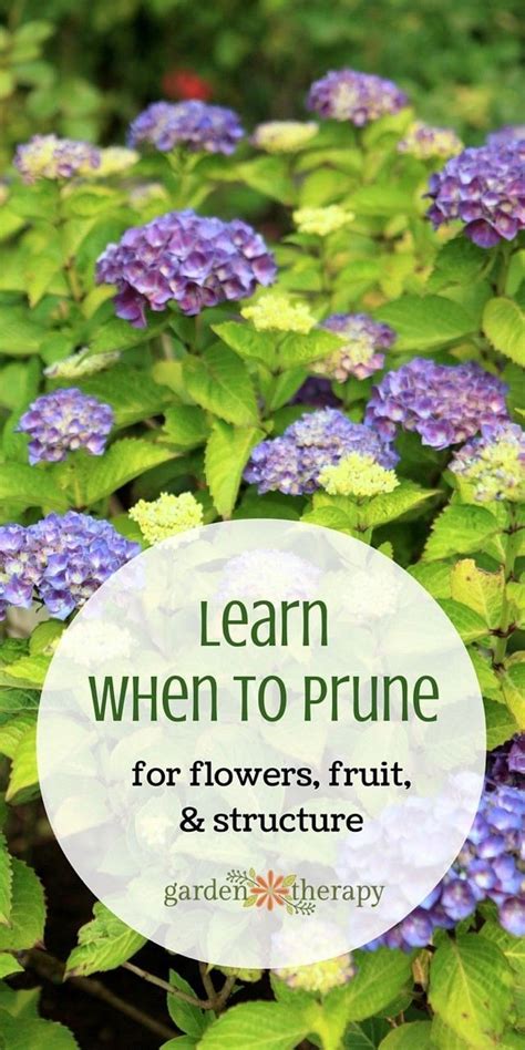 Learn When To Prune All The Plants In Your Garden With This Helpful
