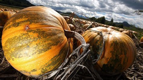 Is Pumpkin a Vegetable, Fruit, or Plant? | Heavy.com
