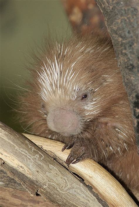 17 Best Images About Porcupine Porcupines On Pinterest Kruger