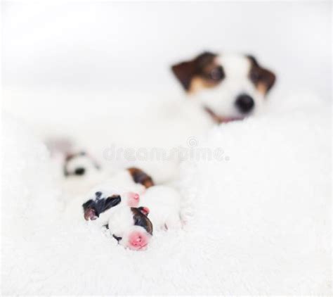 Newborn Puppy With Mother Dog Stock Photo Image Of Small Baby 195096582