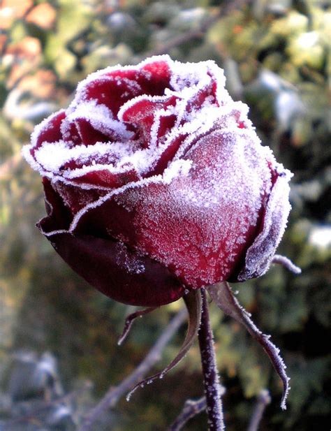 Frozen Rose Ii By Tija205 On Deviantart