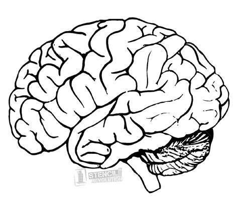Brain Stencil Brain Drawing Brain Painting Human Brain Drawing