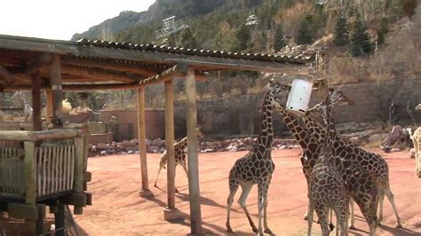 Cheyenne Mountain Zoo Celebrates Baby Giraffe Youtube