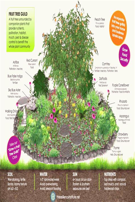 Whether you have room for a few fruit trees incorporated into your garden or a couple of rows of them, then to a degree, you have an orchard. Planting a fruit tree guild A fruit tree guild is the ...