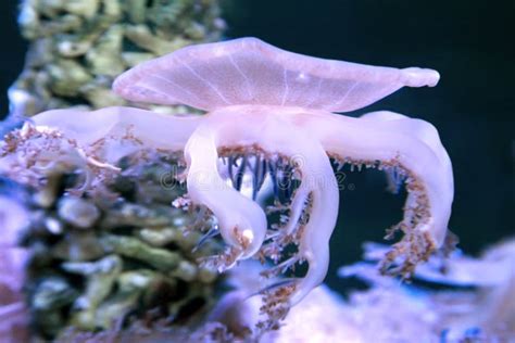 Beautiful Jellyfish Cassiopea Andromeda Close Up Stock Photo Image
