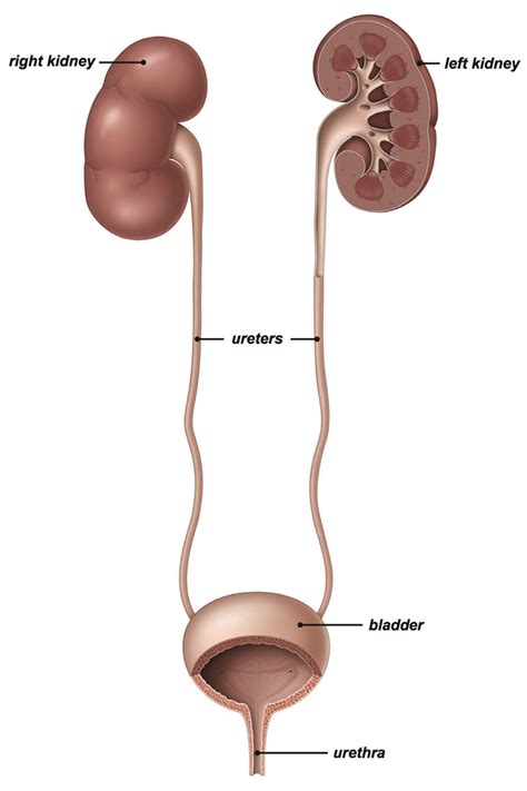 Anatomy Of The Urinary System