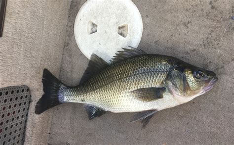 Teen Catches State Record White Perch At Crystal Lake Ellington Ct Patch