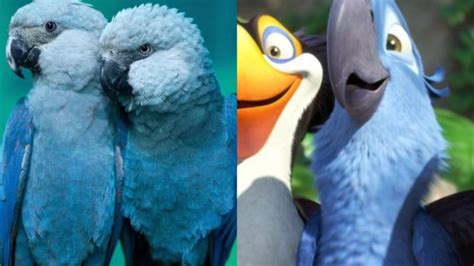 Blue Parrot Known From The Movie ‘rio Is Now Officially Extinct Just