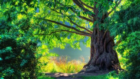 Magnificent Old Tree In The Forest Wallpapers And Images Wallpapers