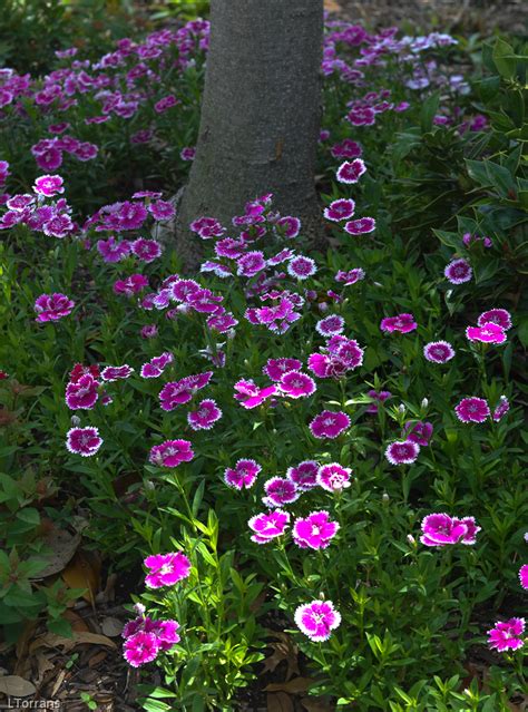Each listing includes key information you may need for choosing the right a. Dianthus Made for Texas!