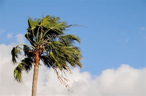 Premium Photo Palm Tree Blowing In The Wind