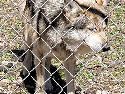 Endangered Wolf Center 30 Photos And 33 Reviews 6750 Tyson Valley Rd