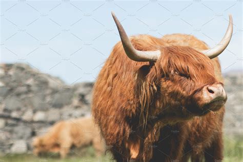 Scottish Highland Cow Containing Scottish Highland And Coo Nature