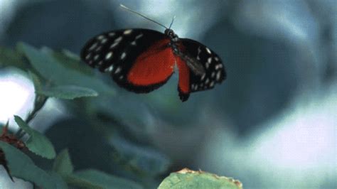 Butterfly Effect  Find And Share On Giphy
