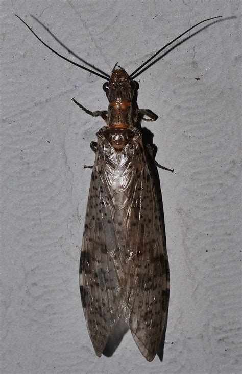 Large Spotted Dobsonfly Archichauliodes Sp ‎corydalinae ‎c Flickr
