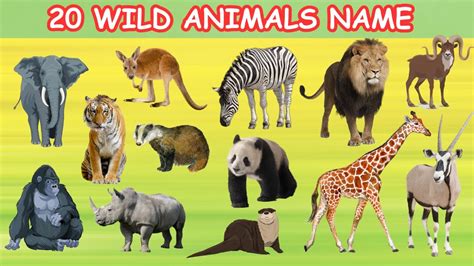 Wild Animals Name Wild Animals Name In English Wild Animals Wild