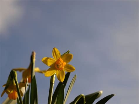 Daffodils Free Stock Photos Rgbstock Free Stock Images