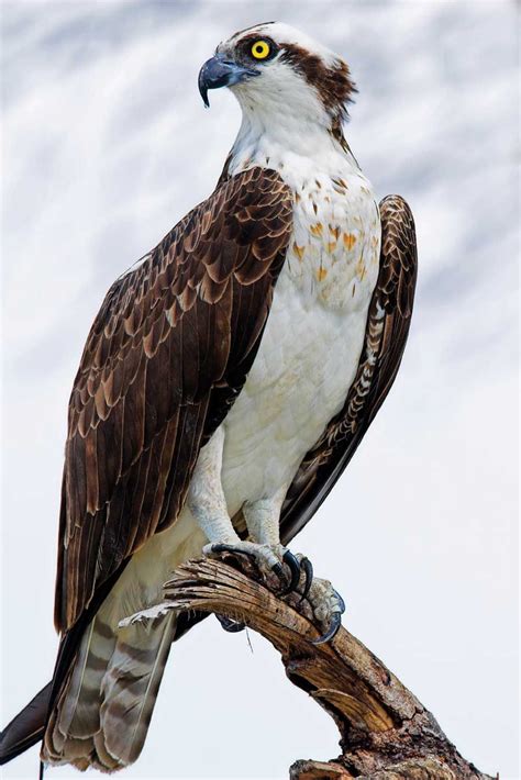 We did not find results for: akapearlofagirl | Birds of prey, Birds, Wild birds