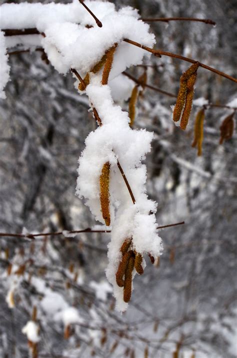 무료 이미지 나무 자연 분기 눈 겨울 잎 서리 얼음 가을 날씨 시즌 작은 가지 엷은 갈색 묻힌 동결