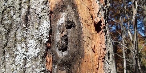 Texas Live Oak Tree Diseases Pictures Pelajaran
