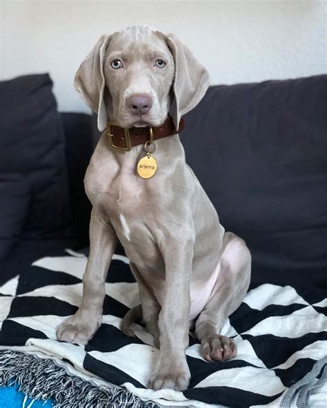 15 Adorable Facts About Weimaraners Page 2 Of 4 Petpress