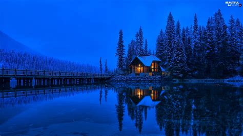 Trees Forest Viewes Floodlit House Province Of British Columbia